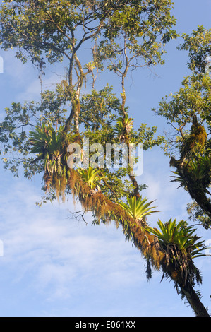 Epiphyten, Farne, Orchideen und Bromelien wachsen an einem Baum auf th Rand des tropischen Regenwaldes auf der Halbinsel Osa. Stockfoto