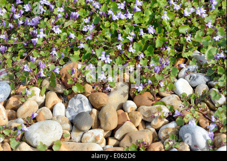 Efeu-leaved Leinkraut (Cymbalaria Muralis, Linaria Cymbalaria) wächst in Kies hinter dem Strand am Hafen von Roggen. Stockfoto