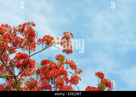 Pfau-Blume mit dem Himmel Stockfoto