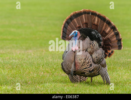 Wilder Truthahn stolziert für einen Kumpel im Frühjahr Paarungszeit. Stockfoto