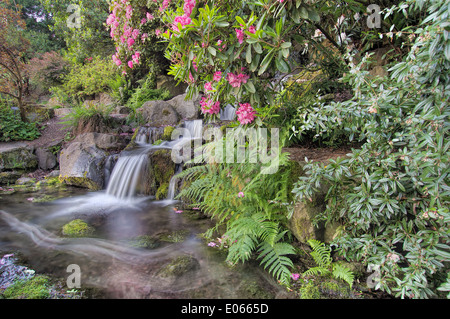 Garten Wasserfall mit blühenden Rhododendron rosa Blumen und Farne im Frühjahr Stockfoto