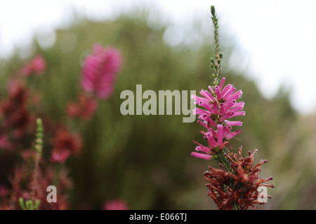 Erica Verticillata in voller Blüte, ein Erica-Arten, die in freier Wildbahn ausgestorben ist Stockfoto