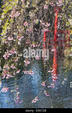 Kirschblüten hängen im japanischen Hill und Teich Garten in Brooklyn Botanic Gardens, New York Stockfoto