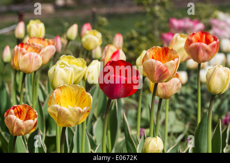 5 Tulpen in einer diagonalen Linie in Brooklyn Botanic Gardens von New York City Stockfoto