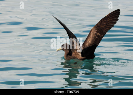 Ein Westland-Sturmvogel, seine Flügel heben, als es bereitet sich auszuziehen. Stockfoto