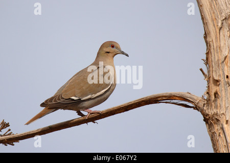 Eine weiße – Winged Taube greifen eine Wüste Barsch. Stockfoto