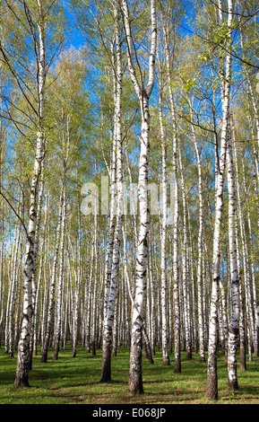 Am Abend sonnig Birkenhain im ersten Frühling Grüns am blauen Himmel Stockfoto