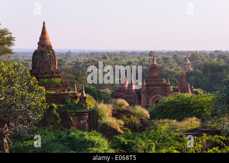 Tempel und Pagoden in den Dschungel bei Sonnenuntergang, Bagan, Myanmar Stockfoto