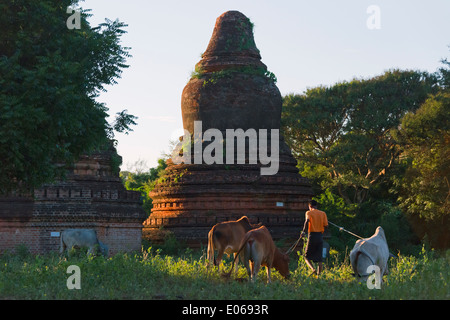 Bauer mit Kuh und alten Pagoden im Dschungel bei Sonnenuntergang, Bagan, Myanmar Stockfoto