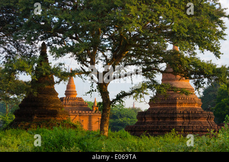 Tempel und Pagoden in den Dschungel bei Sonnenaufgang, Bagan, Myanmar Stockfoto