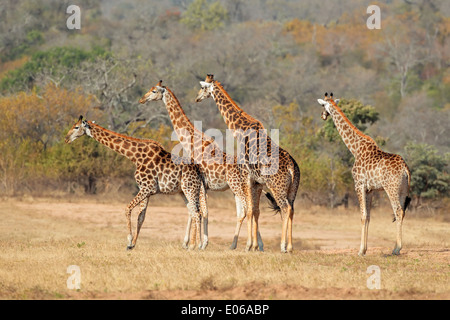 Kleine Herde Giraffen (Giraffa Plancius) in der afrikanischen Savanne Stockfoto
