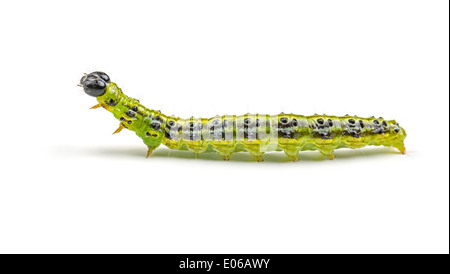 Caterpillar der Box Baum Motte (Cydalima Perspectalis) Stockfoto