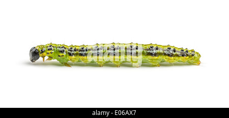 Caterpillar der Box Baum Motte (Cydalima Perspectalis) Stockfoto