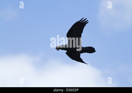 Der Kolkrabe (Corvus Corax), fliegen mit etwas im Schnabel Stockfoto