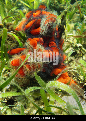 Feuer-Schwamm, Tedania Ignis fallenden Suenson der Schlangensterne, Karibik Stockfoto