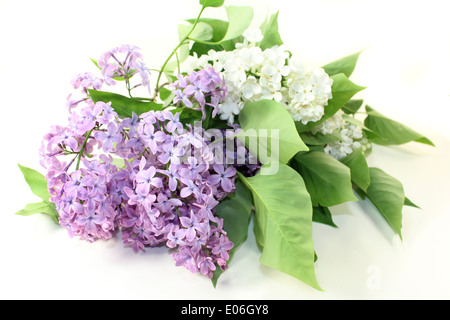 Lila lila Blüten auf weißem Hintergrund Stockfoto