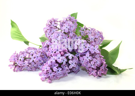 Lila lila Blüten auf weißem Hintergrund Stockfoto