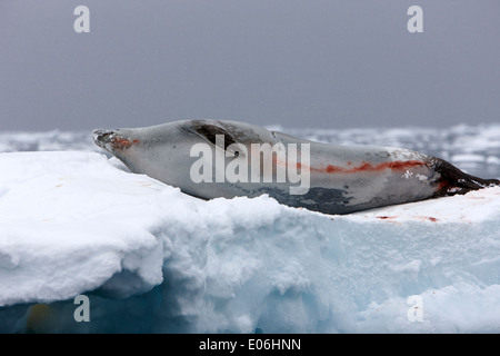 Krabbenfresserrobbe Siegel auf Eisberg Fournier Bay Antarctica Stockfoto