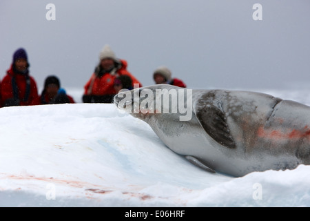 Krabbenfresserrobbe Dichtung beobachtet von Passagieren an Bord ein Zodiac Kreuzfahrt auf Exkursion in der Antarktis Stockfoto