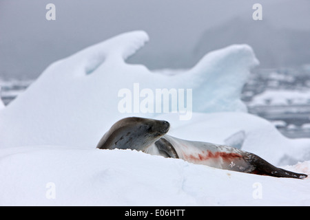 Krabbenfresserrobbe Dichtung liegen auf Eisberg Fournier Bay Antarctica Stockfoto