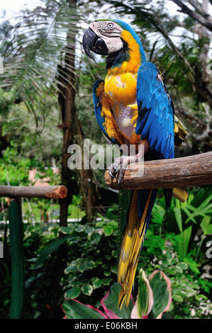 Papagei - QUISTOCOCHA - Tierpark in IQUITOS. Abteilung von Loreto. Peru Stockfoto
