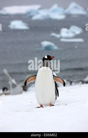 Gentoo Penguin Abkühlung mit Flügel ausgestreckt in Gentoo-Pinguin-Kolonie in der Antarktis Cuverville island Stockfoto