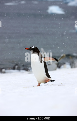 Gentoo Penguin Abkühlung mit Flügel ausgestreckt zu Fuß auf der Antarktis Cuverville island Stockfoto