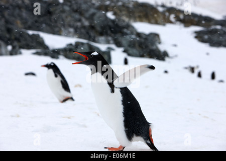 Gentoo Penguin Abkühlung mit Flügel ausgestreckt in Kolonie in der Antarktis Cuverville Island aufrufen Stockfoto