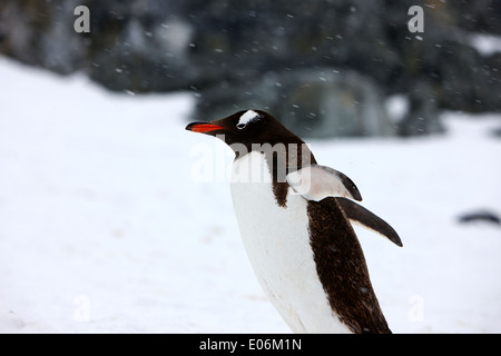 Gentoo Penguin Abkühlung mit Flügel ausgestreckt im Schneesturm in der Antarktis Cuverville island Stockfoto