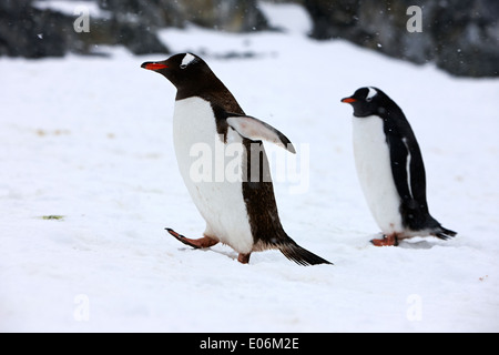 Gentoo Penguin Abkühlung mit Flügel ausgestreckt zu Fuß auf der Antarktis Cuverville island Stockfoto