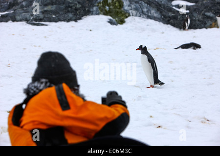 männliche Touristen nehmen Foto von Gentoo Penguin auf Cuverville Island Antarktis Stockfoto