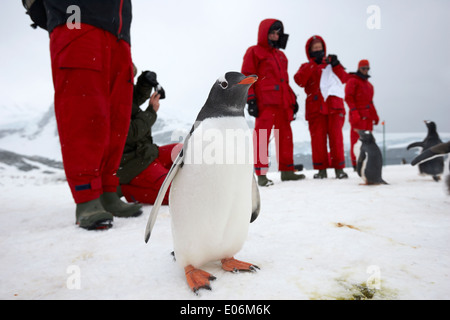 Gentoo Pinguin mit Leuten auf Landausflügen antarktis Abenteuer Urlaub zu Gentoo Pinguin Kolonie auf Cuverville Island Antarktis Stockfoto
