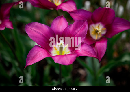 Dieser rätselhafte Neuling hat große Kelch-ähnlichen Blüten mit aufgebogen, Spitzen Blütenblättern von Tiefpurpurn mit einem verschwommenen blau Flush und eine Stockfoto