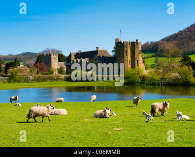 Schafe weiden im Frühjahr in Stokesay Castle, Shropshire, England. Stockfoto