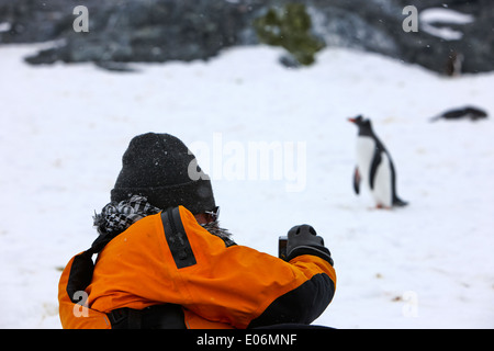 männliche Touristen nehmen Foto von Gentoo Penguin auf Cuverville Island Antarktis Stockfoto