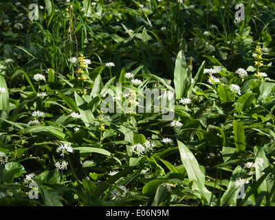 Wien, Frühlingsmorgen im Prater Park und Wald Boden bedeckt mit blühenden Bärlauch Stockfoto