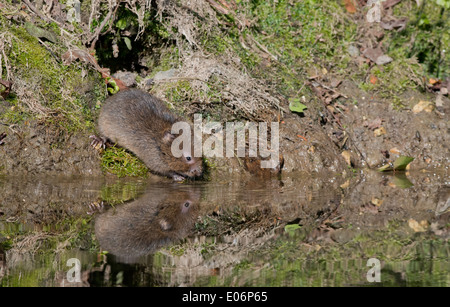 Juvenile Schermaus - Arvicola Terrestris, neben einem Bach. Spring.Uk Stockfoto