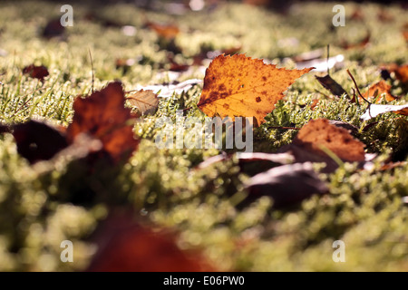 Yellow leaves of a birch tree in the moss Stockfoto
