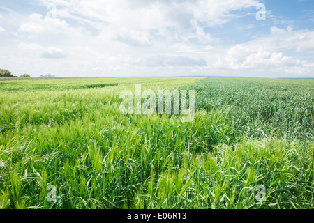 Landwirtschaftlichen Bereich mit grünen Hafer und Weizen im Frühling Stockfoto