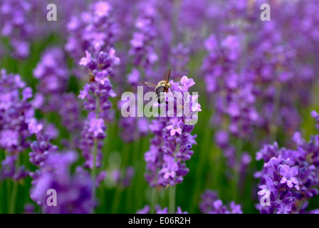 Schöne englische Lavendel mit Biene in meinem Garten Stockfoto