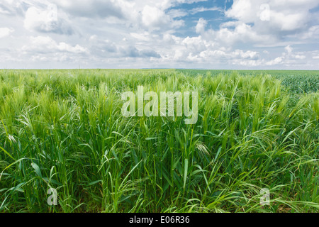 Hafer-Feld. Landwirtschaftlichen Bereich mit grüner Hafer in die Frühjahrssaison. Frühlingslandschaft Stockfoto