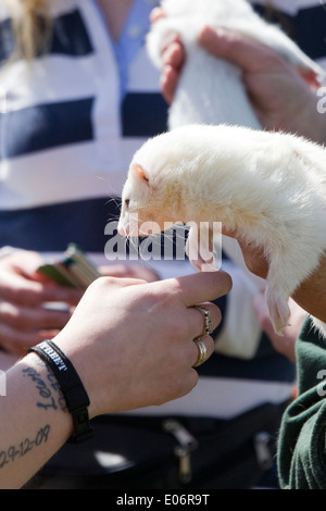 Haustier Frettchen, durchgeführt von seinem Besitzer Stockfoto