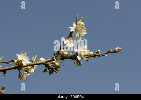 Blühender Weißdorn Baum in einer sonnigen Cumbrian Hecke Stockfoto