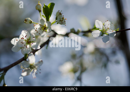 Blühender Weißdorn Baum in einer sonnigen Cumbrian Hecke Stockfoto