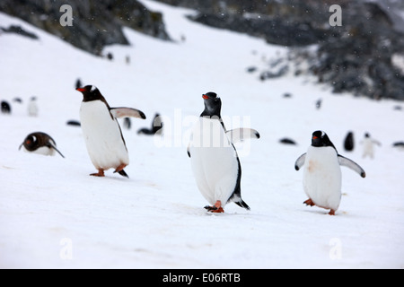 Gentoo Pinguine zu Fuß bergauf in Bildung in Gentoo-Pinguin-Kolonie in der Antarktis Cuverville island Stockfoto