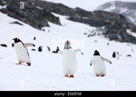 Pinguin mit Flügel ausgestreckt Berufung in Gentoo-Pinguin-Kolonie in der Antarktis Cuverville island Stockfoto