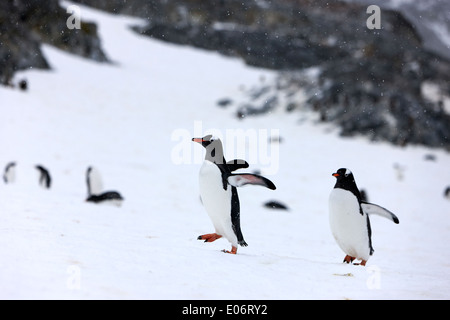 zu Fuß bergauf mit Flügel ausgestreckt in Gentoo-Pinguin-Kolonie auf Cuverville Island Antarktis Pinguine Stockfoto