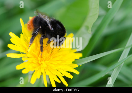 Orange-die Talsohle Hummel auf einem Löwenzahn blüht in einem Cumbrian Garten an einem sonnigen Frühlingstag. Stockfoto