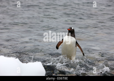 Gentoo Penguin zu Fuß aus dem Wasser auf der Antarktis Cuverville island Stockfoto
