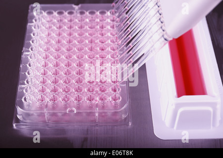 Pipettieren mit einer 12-Kanal-Pipette in Labor, horizontale Stockfoto